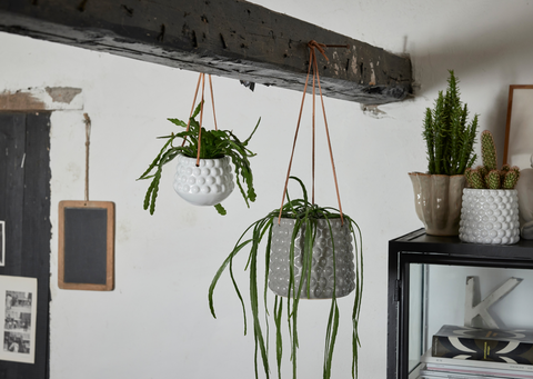 Hängender Blumentopf mit grüner Rankpflanze vor einem Fenster – stilvolle Pflanzen-Deko für Innenräume oder Balkon - von Lene Bjerre