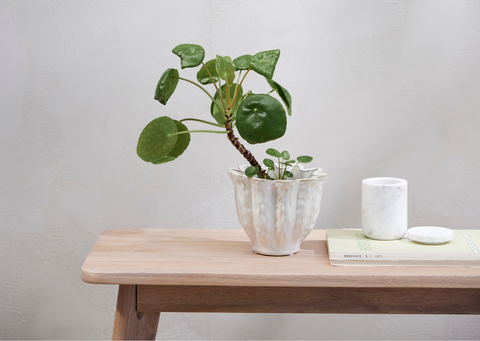 Weißer Blumentopf mit grüner Monstera auf einem Holzregal – modernes, helles Pflanzendesign für Wohnräume oder Balkon.