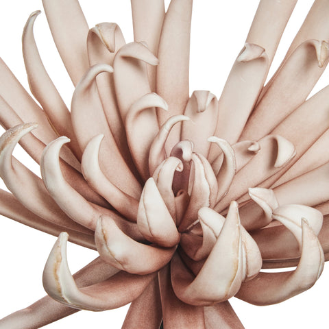 Happia Schaum Blumen Rosa D25 H25