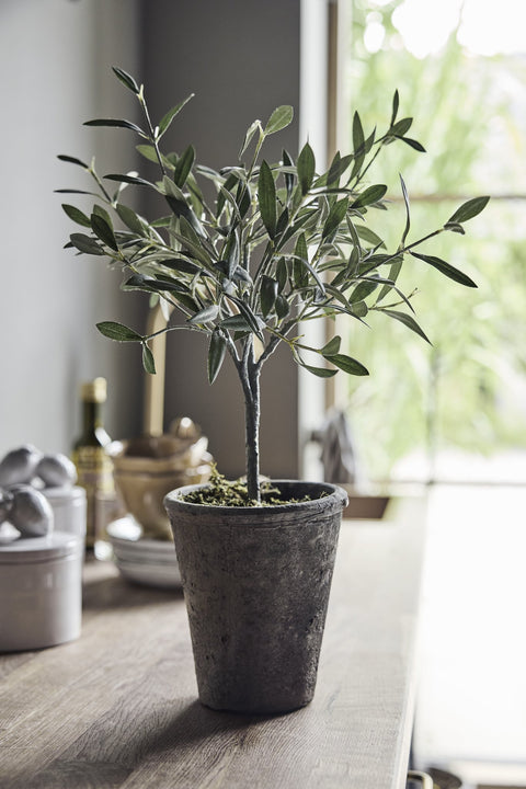 Flora Olivenbaum 44 cm.