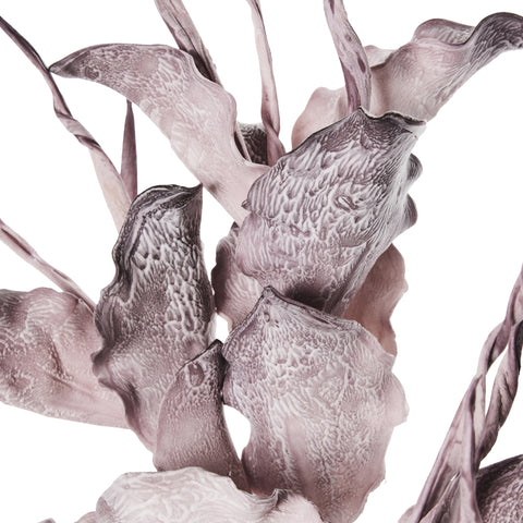 Happia Schaumblume 90 cm lila