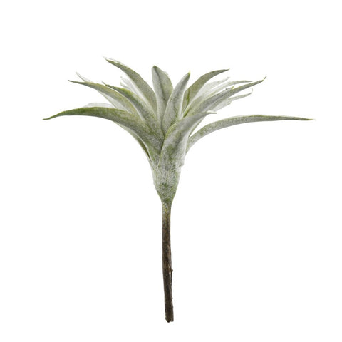 Flora Sukkulente 13 cm.